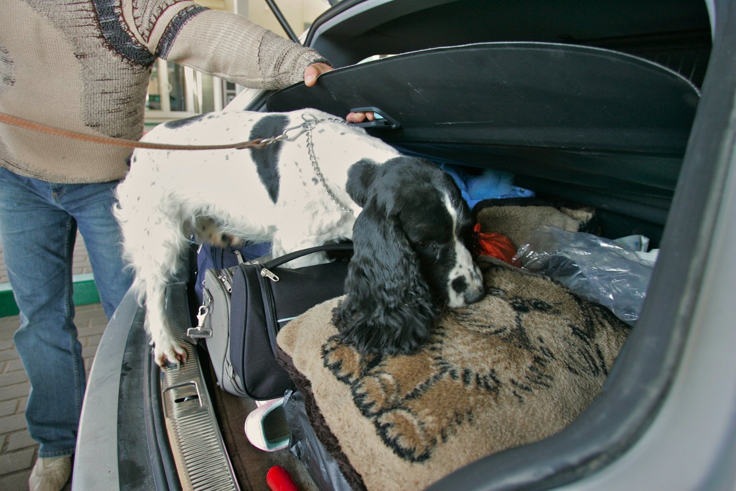Ieškoti kontrabandos muitininkams padeda ir tarnybiniai šunys.<br>V.Ščiavinsko nuotr.