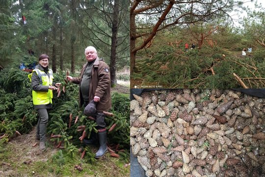 Miškininkų surinkti kankorėžiai jau keliauja į aižyklą: iš atrinktų ir  genetiškai vertingų sėklų vėl augs medeliai
