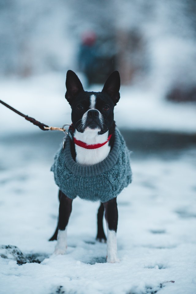  10 specialistų patarimų, kaip tinkamai prižiūrėti gyvūnus žiemos metu.<br> Pexels.com nuotr.