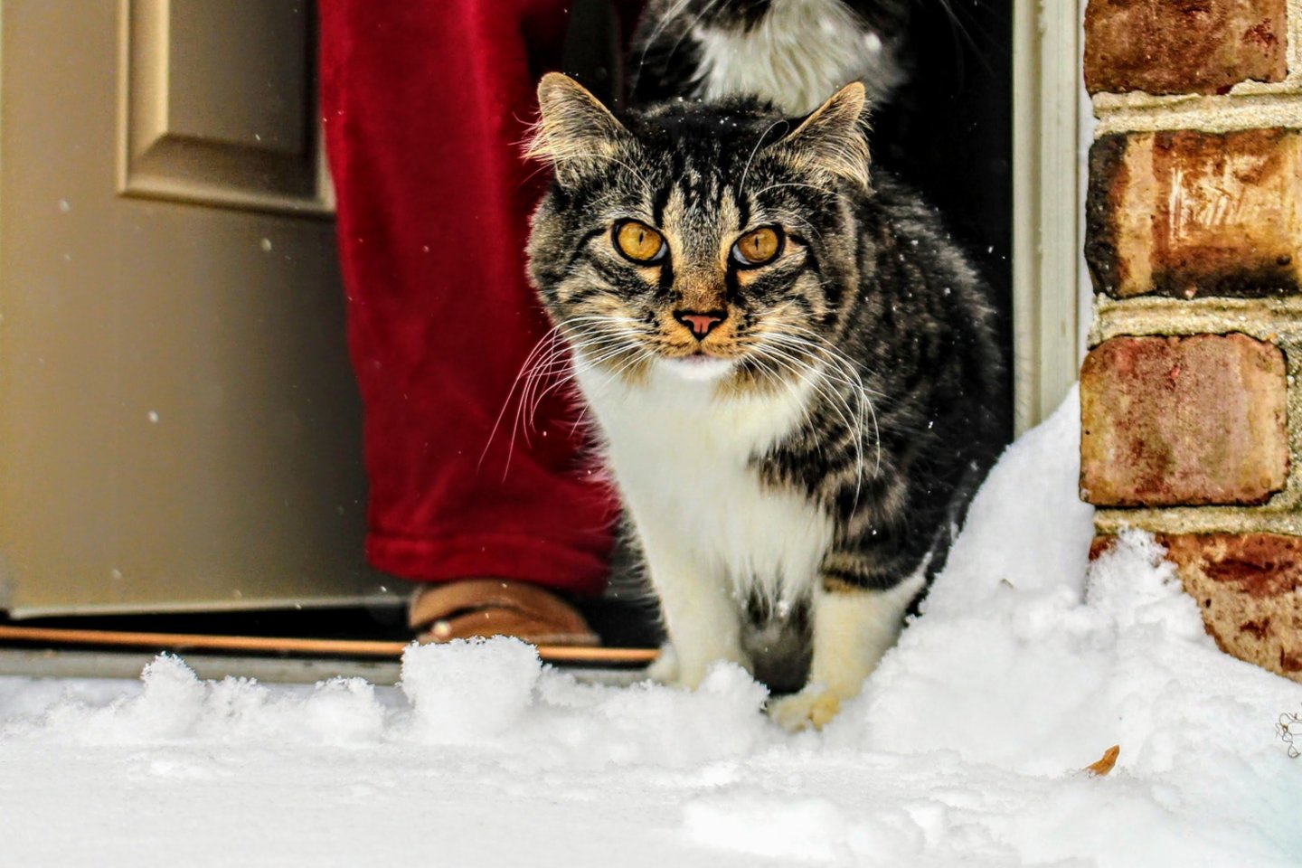  10 specialistų patarimų, kaip tinkamai prižiūrėti gyvūnus žiemos metu.<br> Pexels.com nuotr.