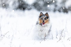 „Miniatiūrinė Lesė“: šelčiai – išskirtinio proto šunys, kurie stebina grožiu ir darbštumu