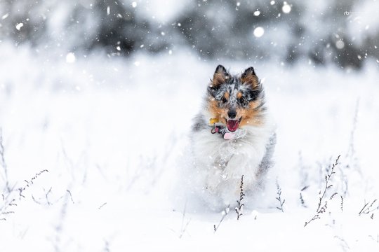 „Miniatiūrinė Lesė“: šelčiai – išskirtinio proto šunys, kurie stebina grožiu ir darbštumu