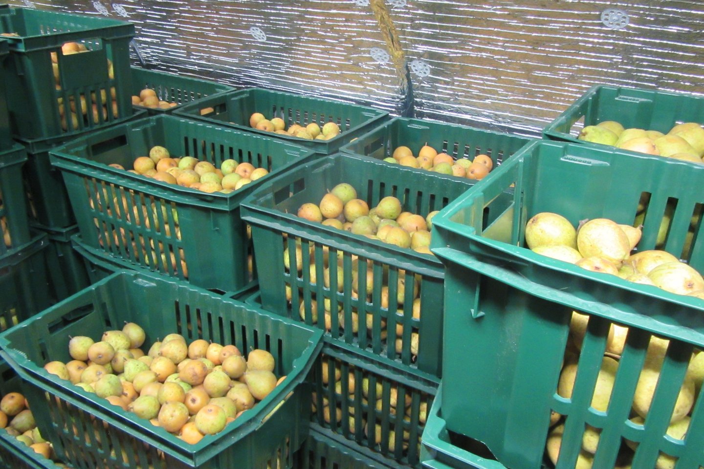 Viešbučio rūsyje – Aivaro sode užaugintos kriaušės.<br>„Benevilla“ feisbuko nuotr.