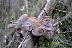 Siekama nustatyti, kiek Lietuvoje gyvena itin retų miško plėšrūnių – lūšių