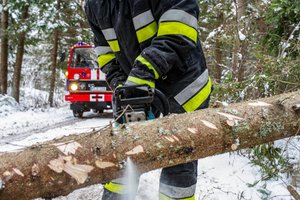 Teismas: Vilniaus savivaldybei teks atlyginti žalą dėl ant automobilio užkritusios medžio šakos