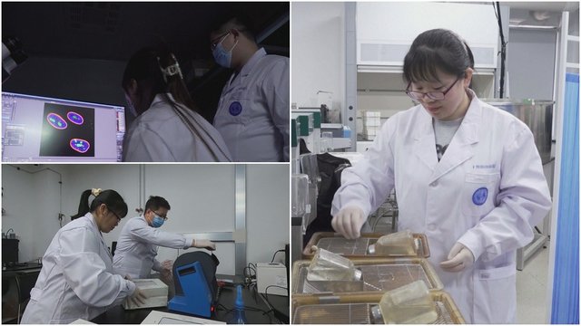 Pekino mokslininkai sukūrė gyvenimo trukmę prailginančią genų terapiją