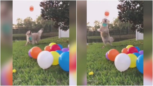 Internautus juokina žavingas šunelis: balionai jam – geriausias žaislas