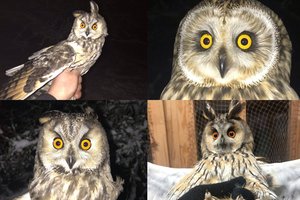 Į ornitologų rankas pakliuvo pusšimtis mažųjų apuokų ir viena itin reta pelėda