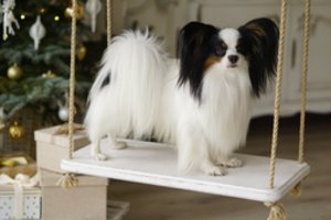 Europos spanieliai nykštukai: karališkos veislės, Lietuvoje pasirodžiusios vos prieš 20 metų