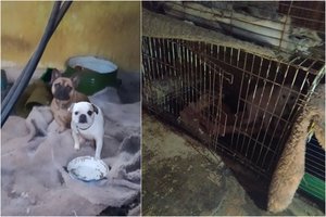 Gyvūnų gelbėtojus teismui apskudusi moteris užtarimo nesulaukė: augintiniai iš jos paimti teisėtai