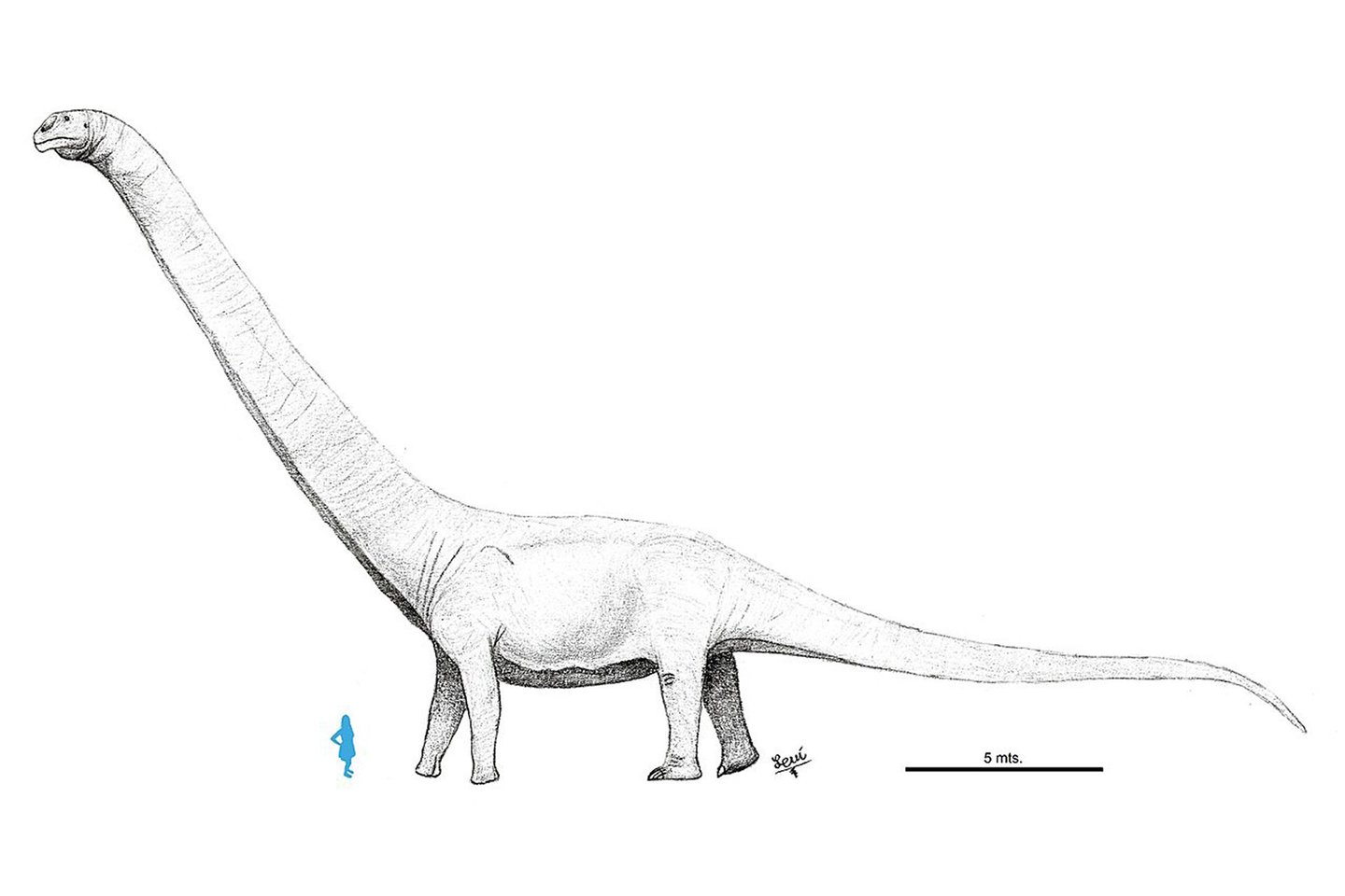  Palyginimui – Patagotitan mayorum ir žmogus. Bet naujai atrasto dinozauro kaulų fragmentai yra dar 10-20 proc. stambesni.