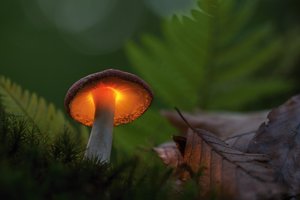 Susileido „stebuklingų grybukų“ nuoviro į veną – tai, kas nutiko toliau, priminė košmarą