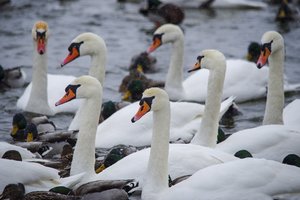 Suskaičiavo Kaune žiemojančius paukščius: viena tendencija ornitologus neramina