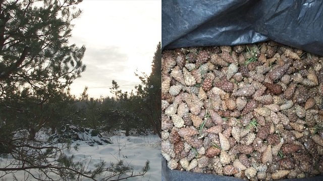 Žiema – miškininkų darbymetis: renkami kankorėžiai, lukštenamos jų sėklos