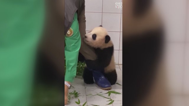 Milžiniško pandos jauniklio vaizdo įrašas sulaukė milijonų peržiūrų: gyvūno mielumas tirpdo širdis