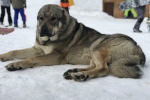 Įsigyjame jau suaugusį augintinį. Kaip su juo užmegzti ryšį?