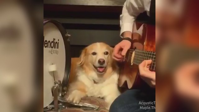 Internautų širdis tirpdo šuo muzikantas: būgnu pritaria grojančiam šeimininkui