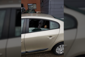 Klaipėdoje pavogtas šuo grąžintas teisėtiems šeimininkams