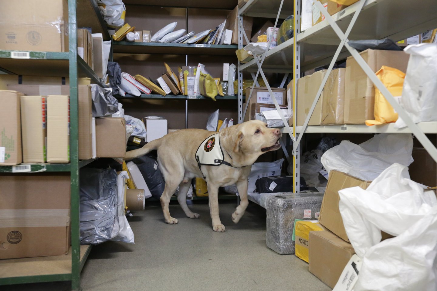 Muitinės tarnybinis šuo tikrina pašto siuntas.<br>V.Balkūno asociatyvi nuotr.