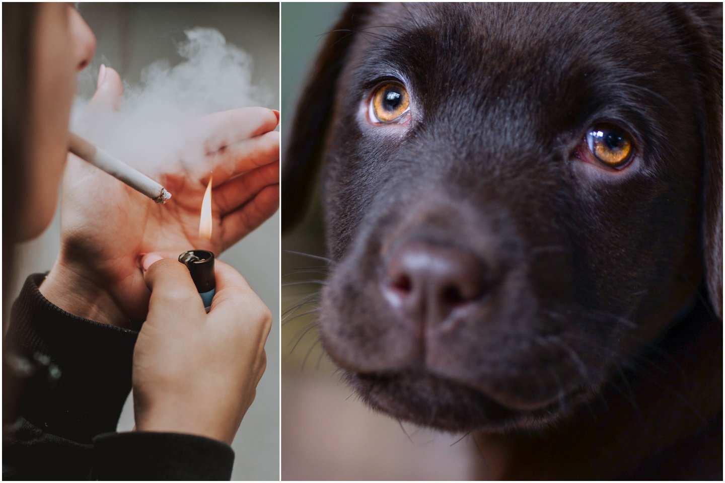 Pasak Užupio veterinarijos klinikos veterinarijos gydytojos Julijos Kviecinskienės, augintiniams pavojingas bet koks pasyvus rūkymas – net ir kaimynas, rūkantis gretimame bute.<br> Pexels.com nuotr.