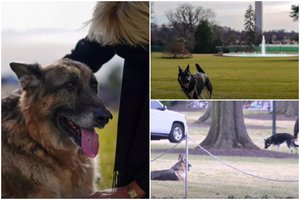 „Pirmieji šunys“: pamatykite, kaip Čempionas ir Marojas jaučiasi Baltuosiuose rūmuose