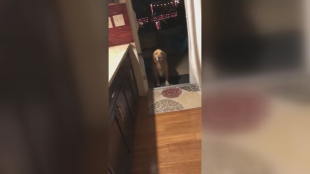 Šeimininkai leipo iš juoko: šuns reakcija į duris nustebins ne vieną