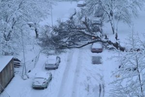 Specialistai įspėja apie pavojų gyvybei: nekelkite kojos į mišką ir nesiartinkite prie medžių