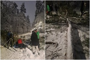 Vilniuje parke ant bėgiko užvirto pušis: pasipylė kraujas