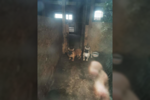 VMVT pasirašė sutartį, kuris padės greičiau nustatyti žiauraus elgesio su gyvūnais atvejus