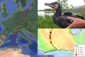 Mokslininkus nustebino iš Lietuvos į Afriką skridęs kormoranas: pasiekė net 114 km/h greitį