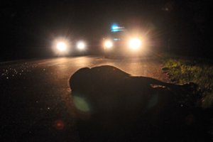 Baltarusis netoli Druskininkų bandė nuslėpti susidūrimą su briedžiu: gyvūnui lūžo dvi kojos, teko nušauti