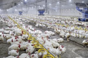 Viščiukų broilerių auginimas, lesinimas ir ligos – ką reikėtų žinoti?