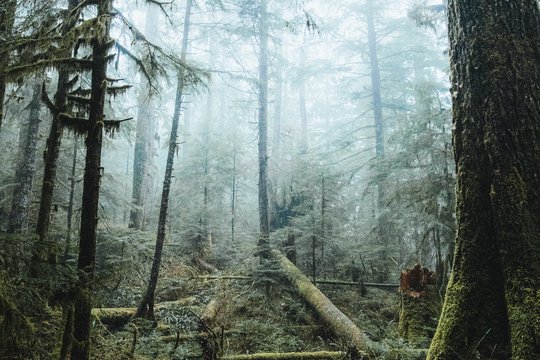Punios šilo likimas: sprendžiama, kaip bus išsaugota gamtos vertybė