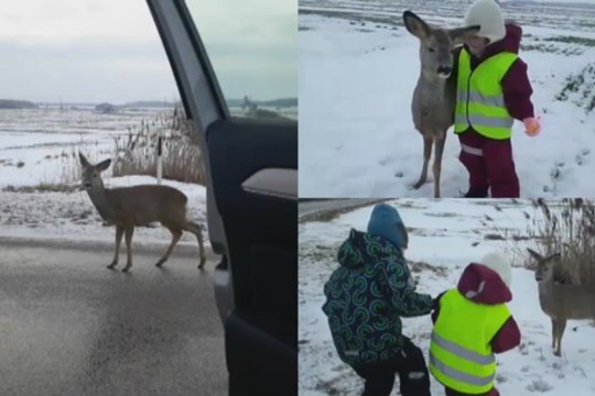 Stebuklingas nutikimas gamtoje: vaikai sutiko animacinio filmuko herojų primenantį stirniuką
