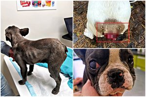 Jonavos teisėja pasmerkė gyvūnus grįžti į daugyklą, bet daugintojai skyrė baudą