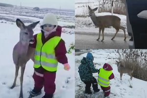 Lyg iš animacinio filmo „Bembis“: netoli Kaišiadorių – žavingas vaikų ir stirnos susitikimas