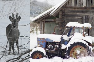 Keistai besielgianti stirna išgąsdino ūkininką – pasipylė žalios seilės, lindo po traktoriaus ratais