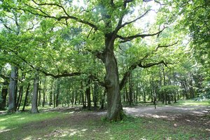 Kauno Ąžuolyne ruošiasi įrengti automobilių aikštelę: turi gerą žinią medžių globėjams
