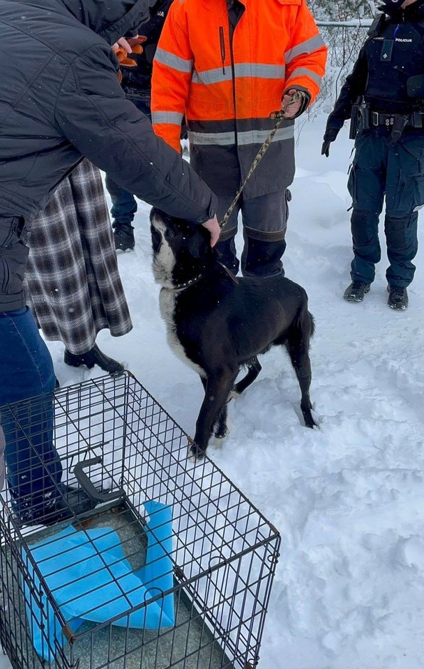  Vilniuje konfiskuotas išbadėjęs šuniukas, kurį šeimininkai badu marino ne pirmą kartą.<br> ggi.lt nuotr.