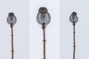 Į Lrytas.lt fotografo objektyvą Anykščių rajone pakliuvo itin reta žvirblinė pelėda