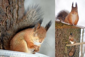 Pasigrožėkite: fotografas įamžino žavingas žiemiškas voverės linksmybes
