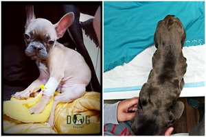 Po teismo sprendimo gyvūnų luošintojai grąžinti augintinius siūlo griežtinti įstatymus