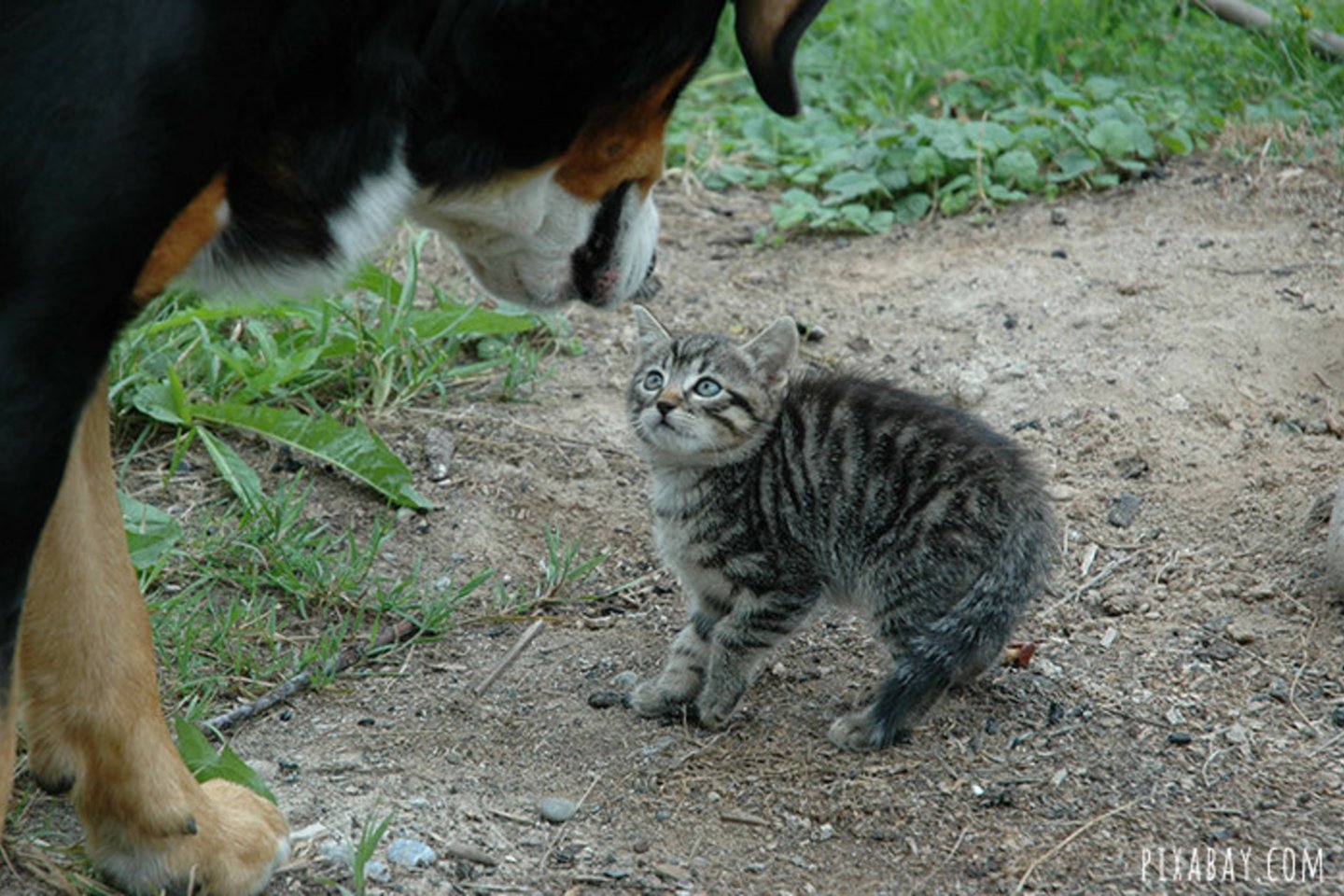  Augintinių kūno kalbos skirtumai, arba kodėl šuo ir katė nesutaria?<br> Pixabay.com nuotr.