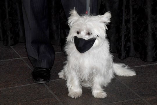 Šuns ištikimybė sujaudino žmones: kasdien prie ligoninės laukia sergančio šeimininko