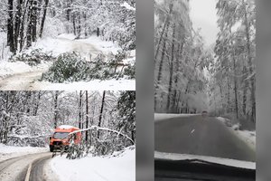 Per sekundę nuo tragedijos: ant kelio prieš važiuojantį automobilį nuvirto medis