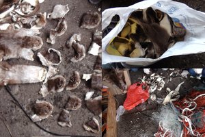 Atokioje sodyboje Prienų r. pareigūnai aptiko kraupų radinį: vyrui teks atlyginti 47 tūkst. eurų žalą gamtai