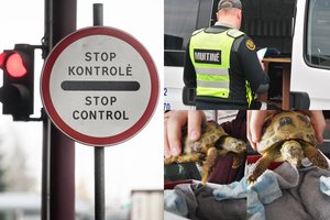 Įtartiną automobilį patikrinę muitininkai aptiko ypatingą krovinį: į Lietuvą mėgino įvežti saugomą nykstančios rūšies vėžlį