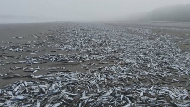 Kraupus vaizdas: Čilėje į krantą išplauta tūkstančiai nugaišusių žuvų ir kitų jūros gyvūnų