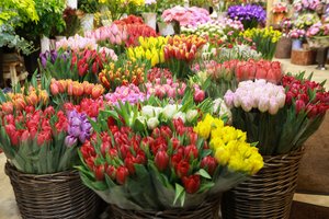 Kėdainiuose jau pražydo pirmosios tulpės: šįmet augintojams teko nemenkai paplušėti