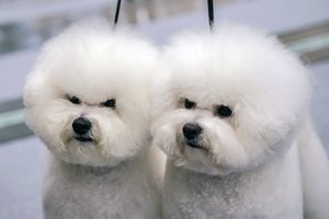 Dar vieną šuniukų pirkėją sukčiai išmaudė: nei Maltos bišonų, nei pinigų